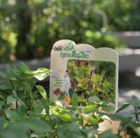 CHIA TAI Holy Basil Seed