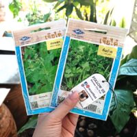 CHIA TAI seed natural breeding